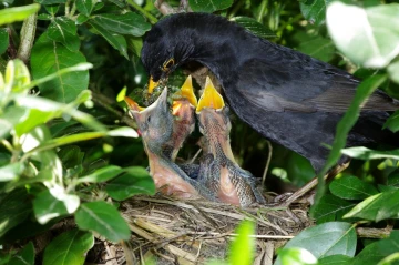 amsel1