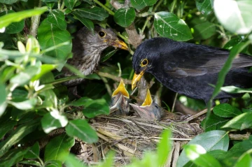 amsel2