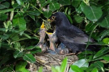 amsel3