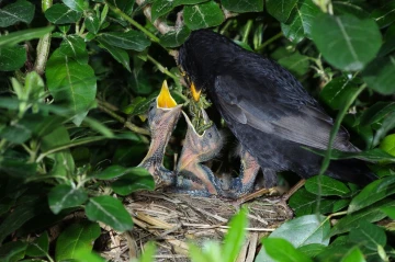amsel4