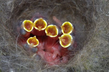 kohlmeise nest junge 02