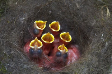 kohlmeise nest junge 03