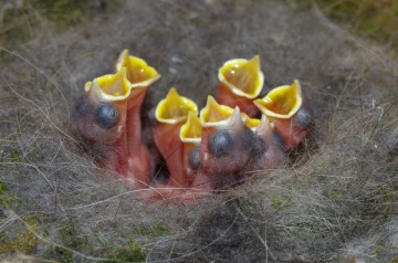 kohlmeise nest junge 04