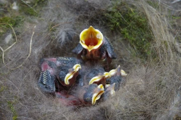 kohlmeise nest junge 05