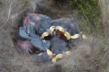 kohlmeise nest junge 06