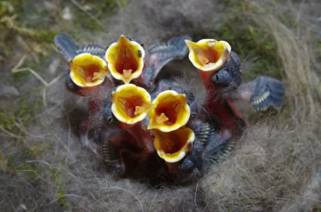 kohlmeise nest junge 07
