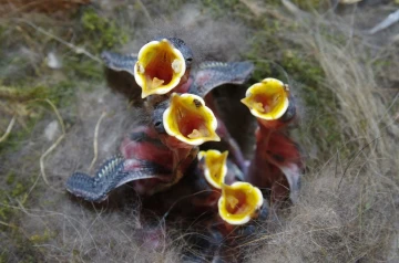 kohlmeise nest junge 08