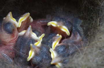 kohlmeise nest junge 09