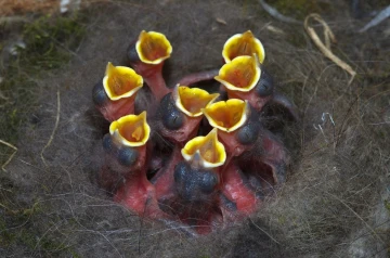 kohlmeise nest junge 10