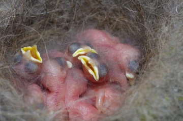 kohlmeise nest junge01