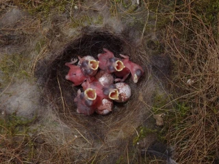 meisen nest0