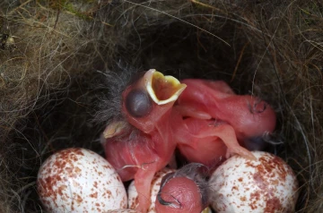 meisen nest1
