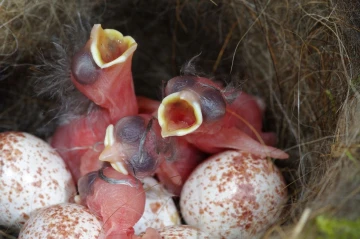meisen nest2