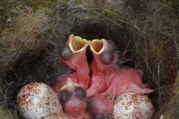 meisen nest3