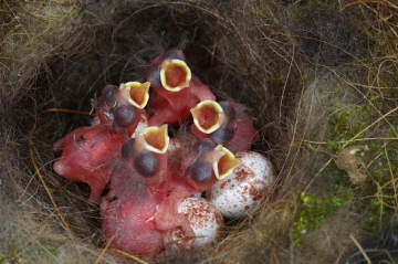 meisen nest4