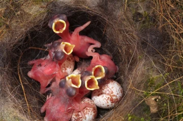 meisen nest5