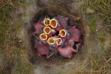 meisen nest6
