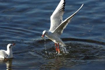 moeve wasser