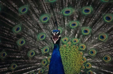 pfau