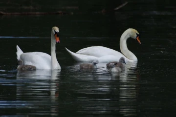schwan 05