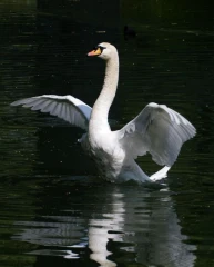 schwan 3