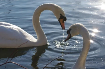 schwan1