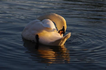 schwan2