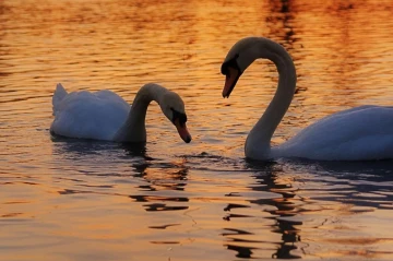 schwan3