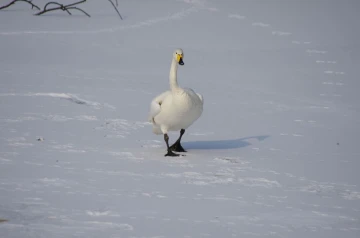 singschwan