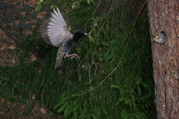 star flug