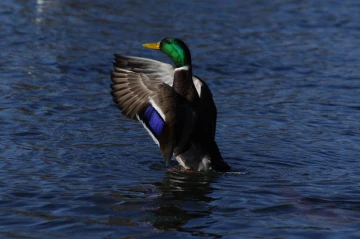 stockente 1