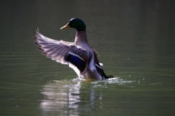 stockente2