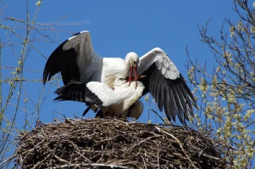 storch paarung