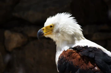 weiskopfseeadler1