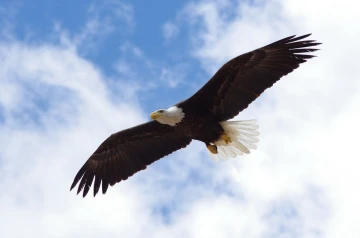 weiskopfseeadler2