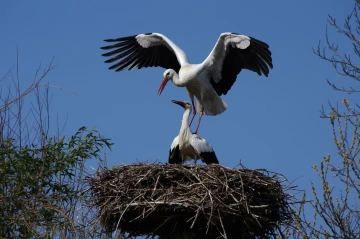 weissstorch paarung
