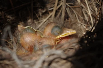 amsel baby