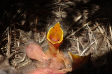 amsel junge1