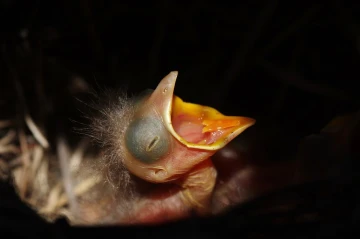 amsel junge4