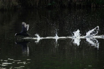 blaesshuhn rennen3