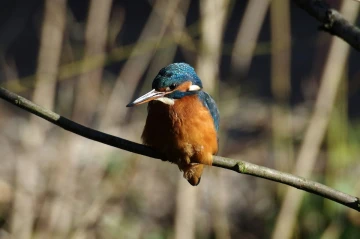eisvogel1