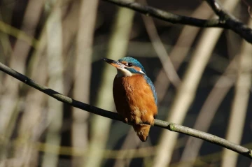 eisvogel2