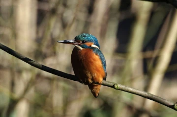 eisvogel3