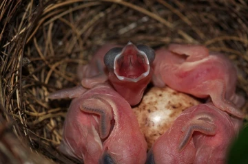 grasmuecke nest