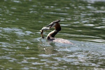 haubentaucher fisch