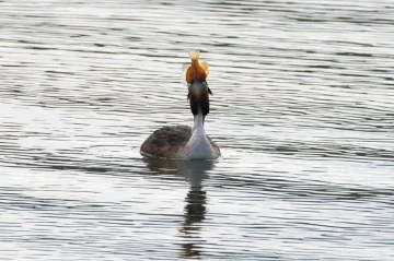 haubentaucher fisch02