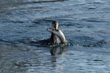 kormoran fisch1