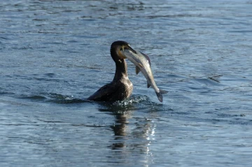 kormoran fisch2