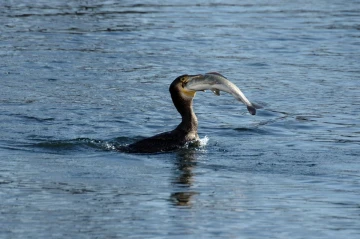 kormoran fisch3