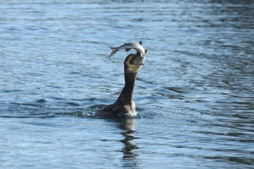kormoran fisch4